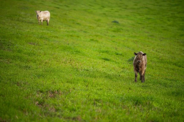 Stud Angus Wagyu Murray Grey Dairy Beef Cows Bulls 들판에서 — 스톡 사진