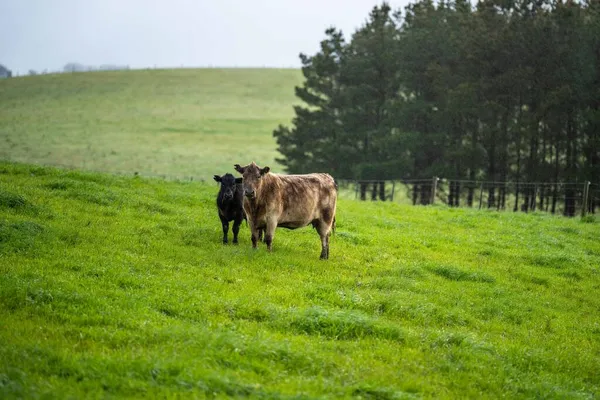种马的安格斯 马车雨 穆雷灰色 奶牛和牛群在草地和牧场上吃草 这些动物是有机和自由的 生长在澳大利亚的一个农场里 — 图库照片