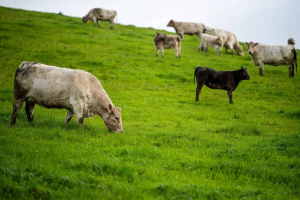 Stadnina Angus Wagyu Murray Grey Krowy Byki Mleczne Wołowe Wypasane — Zdjęcie stockowe