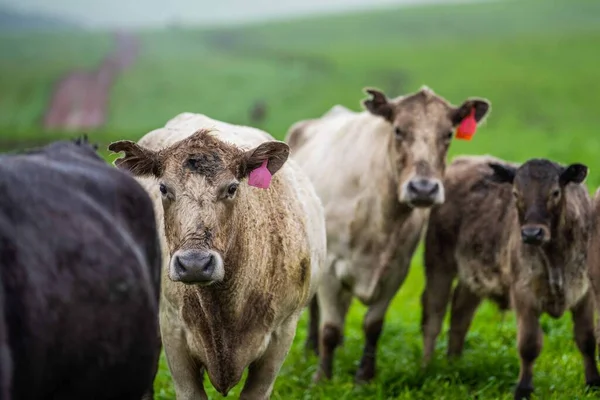 Stud Angus Wagyu Murray Grey Lácteos Carne Vacuno Vacas Toros —  Fotos de Stock