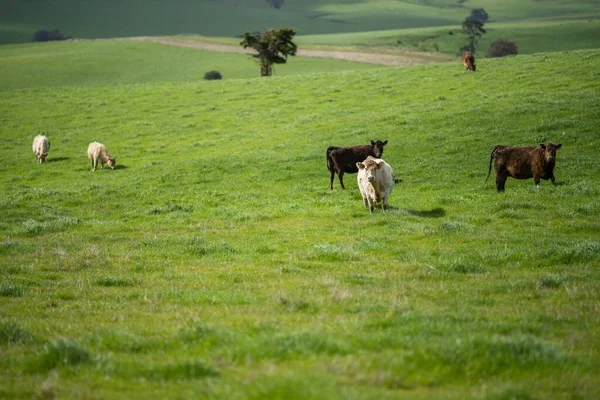 Stud Angus Wagyu Murray Grey Γαλακτοκομικά Και Βοοειδή Αγελάδες Και — Φωτογραφία Αρχείου
