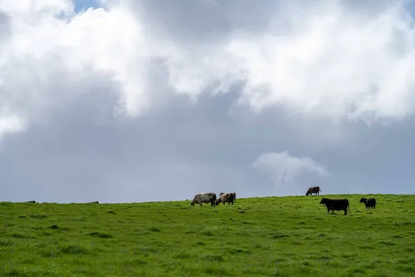 Stud Angus Wagyu Murray Grey Dairy Beef Cows Bulls 들판에서 — 스톡 사진