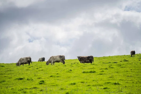 Stud Angus Wagyu Murray Grey Γαλακτοκομικά Και Βοοειδή Αγελάδες Και — Φωτογραφία Αρχείου