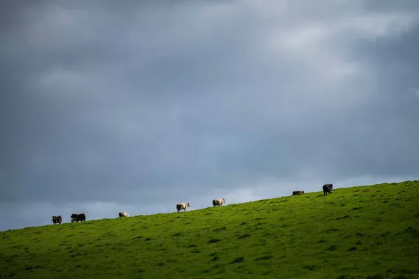 Stud Angus Wagyu Murray Grey Dairy Beef Cows Bulls Grazing — Stock Photo, Image