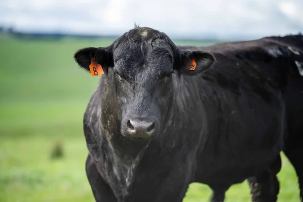 Vaches Boucherie Taureaux Broutant Sur Herbe Verte Australie Les Races — Photo