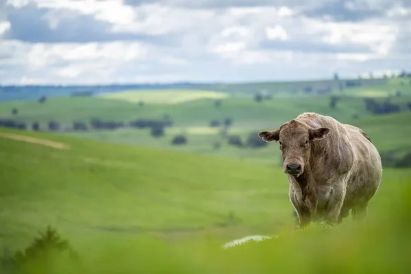 Gestütsrinder Und Bullen Grasen Auf Grünem Gras Australien Rassen Sind — Stockfoto