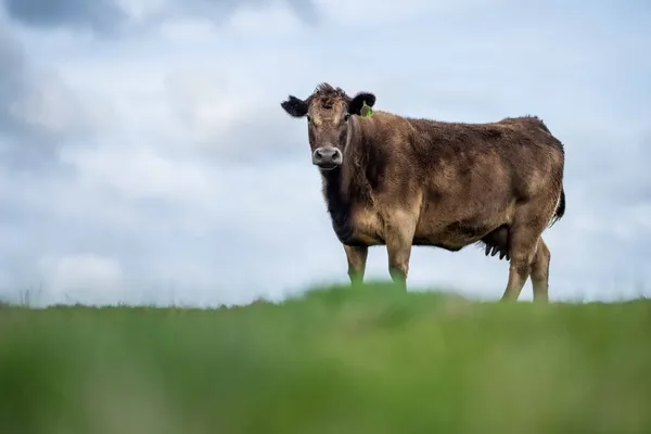 Vacas Ternera Toros Pastando Hierba Verde Australia Razas Incluyen Parque — Foto de Stock
