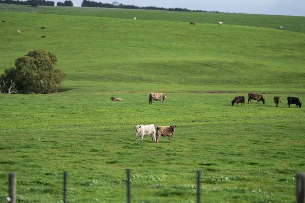 Vacas Carne Bovina Touros Pastando Grama Verde Austrália Raças Incluem — Fotografia de Stock