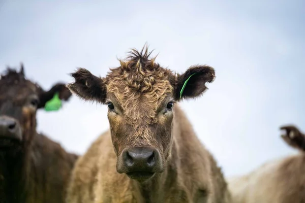 Vacas Carne Bovina Touros Pastando Grama Verde Austrália Raças Incluem — Fotografia de Stock