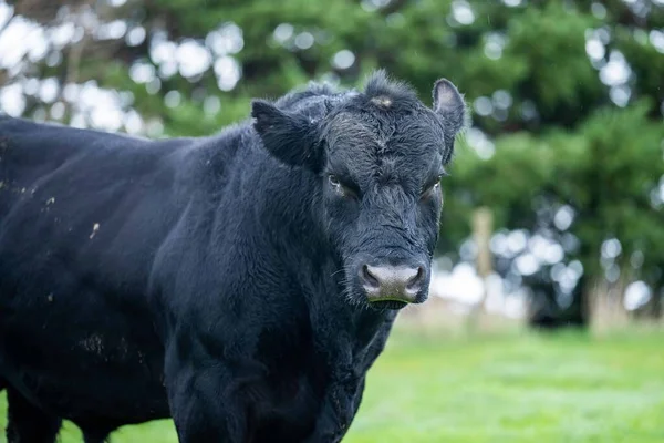 Vaches Boucherie Taureaux Broutant Sur Herbe Verte Australie Les Races — Photo