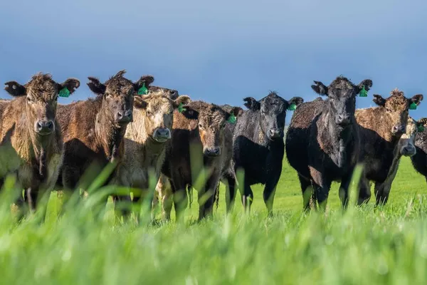 Aygır Angus, wagyu, Murray Grey, Süt ve sığır İnekleri ve bir tarlada otlayan boğalar. Avustralya 'da bir tarım çiftliğinde yetiştirilen hayvanlar organik ve serbest..