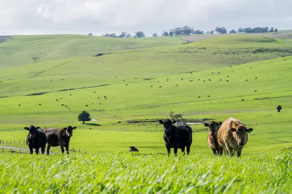 采购产品种马 穆雷灰色 奶牛和牛肉牛和公牛吃草和羊奶 这些动物是有机和自由的 生长在澳大利亚的一个农场里 — 图库照片