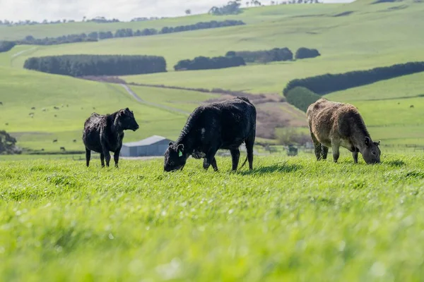 Stud Angus Wagyu Murray Grå Mjölk Och Nötkött Kor Och — Stockfoto