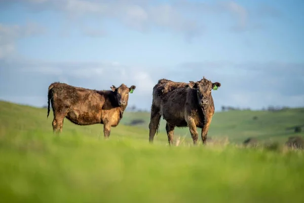 Stud Angus Wagyu Murray Cinza Laticínios Vaca Vacas Touros Pastando — Fotografia de Stock