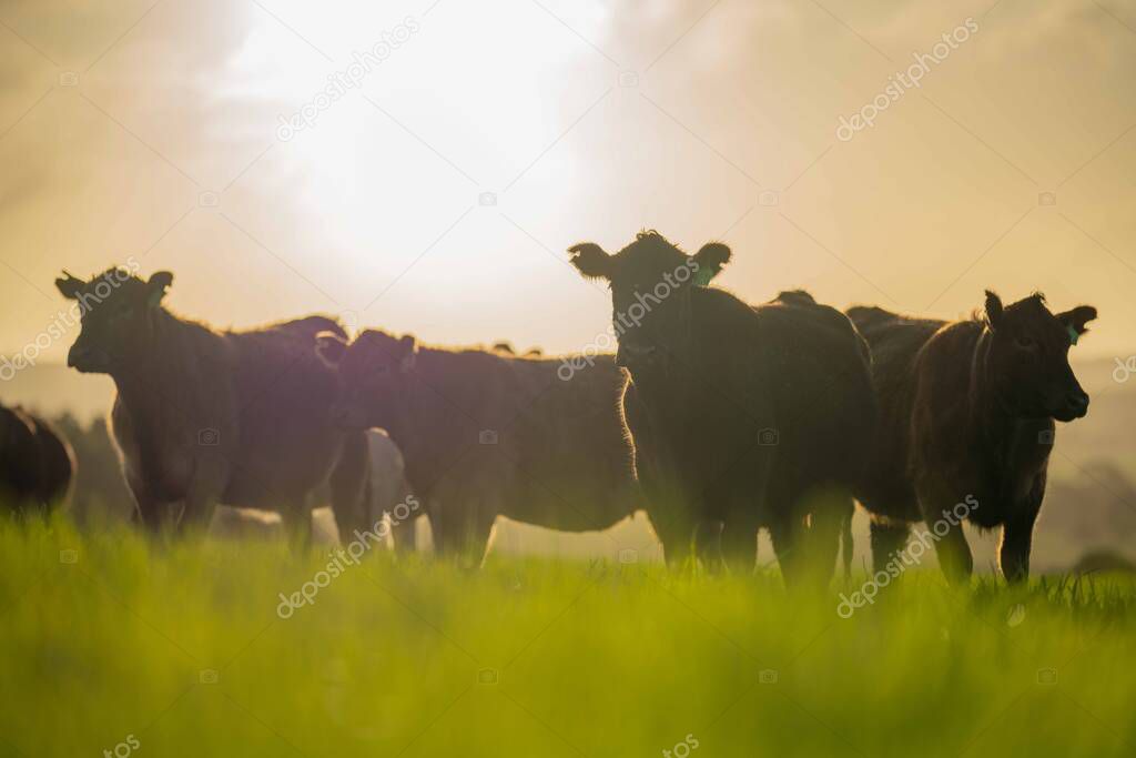 Stud Angus, wagyu, Murray grey, Dairy and beef Cows and Bulls grazing on grass and pasture in a field. The animals are organic and free range, being grown on an agricultural farm in Australia.