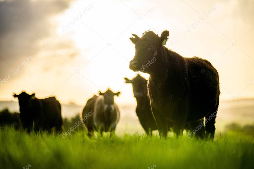 Stud Angus, wagyu, Murray grey, Dairy and beef Cows and Bulls grazing on grass and pasture in a field. The animals are organic and free range, being grown on an agricultural farm in Australia.