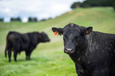 Avustralya 'da bir tarlada otlayan damızlık sığır, inek ve buzağılara yakın bir yerde. Sürü türleri arasında benekli park, Murray Grey, Angus, Brangus ve Wagyu bahar ve yaz aylarında uzun otlaklarda bulunur..