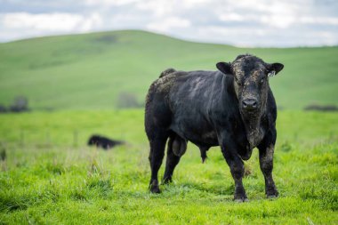 Avustralya 'da bir tarlada otlayan damızlık sığır, inek ve buzağılara yakın bir yerde. Sürü türleri arasında benekli park, Murray Grey, Angus, Brangus ve Wagyu bahar ve yaz aylarında uzun otlaklarda bulunur..