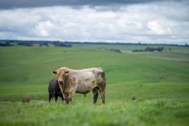 Avustralya 'da bir tarlada otlayan damızlık sığır, inek ve buzağılara yakın bir yerde. Sürü türleri arasında benekli park, Murray Grey, Angus, Brangus ve Wagyu bahar ve yaz aylarında uzun otlaklarda bulunur..