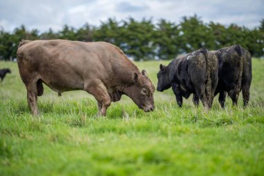 Avustralya 'da bir tarlada otlayan damızlık sığır, inek ve buzağılara yakın bir yerde. Sürü türleri arasında benekli park, Murray Grey, Angus, Brangus ve Wagyu bahar ve yaz aylarında uzun otlaklarda bulunur..