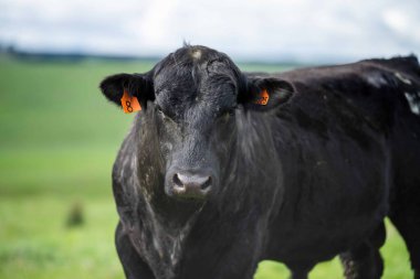 Avustralya 'da bir tarlada otlayan damızlık sığır, inek ve buzağılara yakın bir yerde. Sürü türleri arasında benekli park, Murray Grey, Angus, Brangus ve Wagyu bahar ve yaz aylarında uzun otlaklarda bulunur..