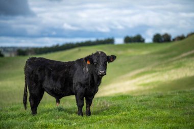 Avustralya 'da bir tarlada otlayan damızlık sığır, inek ve buzağılara yakın bir yerde. Sürü türleri arasında benekli park, Murray Grey, Angus, Brangus ve Wagyu bahar ve yaz aylarında uzun otlaklarda bulunur..