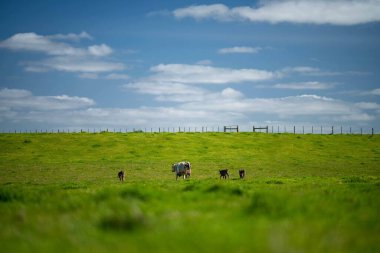 Avustralya 'da bir tarlada otlayan damızlık sığır, inek ve buzağılara yakın bir yerde. Sürü türleri arasında benekli park, Murray Grey, Angus, Brangus ve Wagyu bahar ve yaz aylarında uzun otlaklarda bulunur..