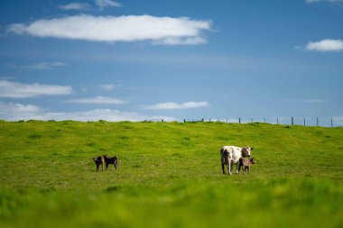 Avustralya 'da bir tarlada otlayan damızlık sığır, inek ve buzağılara yakın bir yerde. Sürü türleri arasında benekli park, Murray Grey, Angus, Brangus ve Wagyu bahar ve yaz aylarında uzun otlaklarda bulunur..