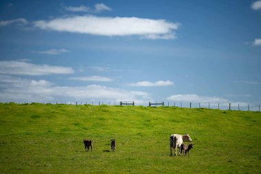 Avustralya 'da bir tarlada otlayan damızlık sığır, inek ve buzağılara yakın bir yerde. Sürü türleri arasında benekli park, Murray Grey, Angus, Brangus ve Wagyu bahar ve yaz aylarında uzun otlaklarda bulunur..