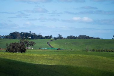 Avustralya 'da bir tarlada otlayan damızlık sığır, inek ve buzağılara yakın bir yerde. Sürü türleri arasında benekli park, Murray Grey, Angus, Brangus ve Wagyu bahar ve yaz aylarında uzun otlaklarda bulunur..