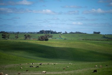 Avustralya 'da bir tarlada otlayan damızlık sığır, inek ve buzağılara yakın bir yerde. Sürü türleri arasında benekli park, Murray Grey, Angus, Brangus ve Wagyu bahar ve yaz aylarında uzun otlaklarda bulunur..