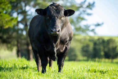 Avustralya 'da bir tarlada otlayan damızlık sığır, inek ve buzağılara yakın bir yerde. Sürü türleri arasında benekli park, Murray Grey, Angus, Brangus ve Wagyu bahar ve yaz aylarında uzun otlaklarda bulunur..