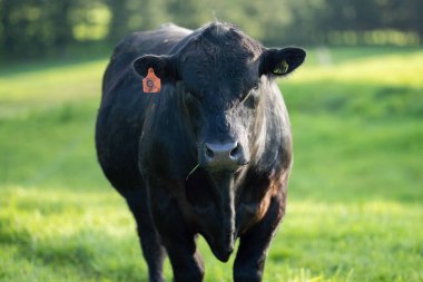 Avustralya 'da bir tarlada otlayan damızlık sığır, inek ve buzağılara yakın bir yerde. Sürü türleri arasında benekli park, Murray Grey, Angus, Brangus ve Wagyu bahar ve yaz aylarında uzun otlaklarda bulunur..