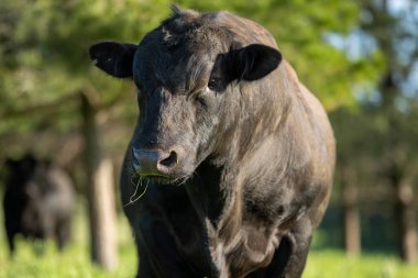 Avustralya 'da bir tarlada otlayan damızlık sığır, inek ve buzağılara yakın bir yerde. Sürü türleri arasında benekli park, Murray Grey, Angus, Brangus ve Wagyu bahar ve yaz aylarında uzun otlaklarda bulunur..