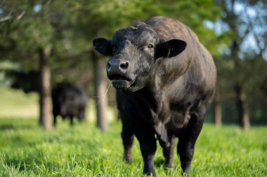Avustralya 'da bir tarlada otlayan damızlık sığır, inek ve buzağılara yakın bir yerde. Sürü türleri arasında benekli park, Murray Grey, Angus, Brangus ve Wagyu bahar ve yaz aylarında uzun otlaklarda bulunur..