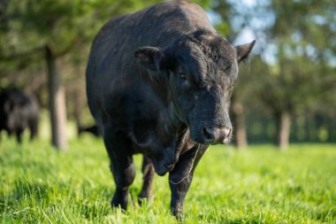 Avustralya 'da bir tarlada otlayan damızlık sığır, inek ve buzağılara yakın bir yerde. Sürü türleri arasında benekli park, Murray Grey, Angus, Brangus ve Wagyu bahar ve yaz aylarında uzun otlaklarda bulunur..
