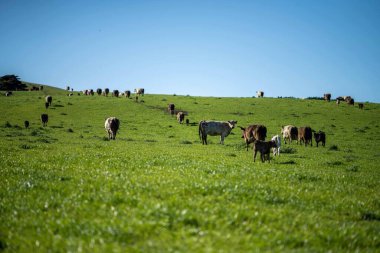 Avustralya 'da bir tarlada otlayan damızlık sığır, inek ve buzağılara yakın bir yerde. Sürü türleri arasında benekli park, Murray Grey, Angus, Brangus ve Wagyu bahar ve yaz aylarında uzun otlaklarda bulunur..