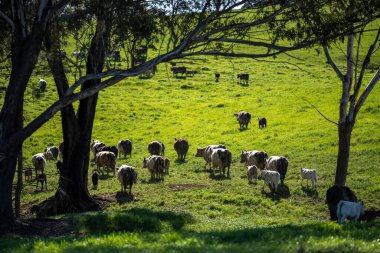 Avustralya 'da bir tarlada otlayan damızlık sığır, inek ve buzağılara yakın bir yerde. Sürü türleri arasında benekli park, Murray Grey, Angus, Brangus ve Wagyu bahar ve yaz aylarında uzun otlaklarda bulunur..