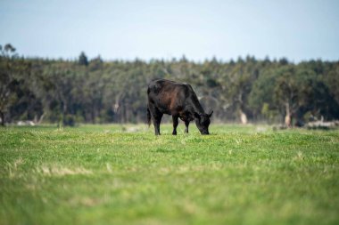 Avustralya 'da bir tarlada otlayan damızlık sığır, inek ve buzağılara yakın bir yerde. Sürü türleri arasında benekli park, Murray Grey, Angus, Brangus ve Wagyu bahar ve yaz aylarında uzun otlaklarda bulunur..