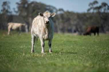 Avustralya 'da bir tarlada otlayan damızlık sığır, inek ve buzağılara yakın bir yerde. Sürü türleri arasında benekli park, Murray Grey, Angus, Brangus ve Wagyu bahar ve yaz aylarında uzun otlaklarda bulunur..