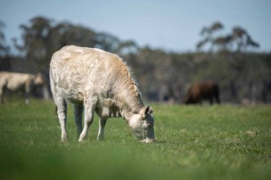 Avustralya 'da bir tarlada otlayan damızlık sığır, inek ve buzağılara yakın bir yerde. Sürü türleri arasında benekli park, Murray Grey, Angus, Brangus ve Wagyu bahar ve yaz aylarında uzun otlaklarda bulunur..