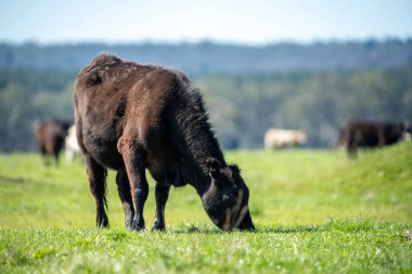 Avustralya 'da bir tarlada otlayan damızlık sığır, inek ve buzağılara yakın bir yerde. Sürü türleri arasında benekli park, Murray Grey, Angus, Brangus ve Wagyu bahar ve yaz aylarında uzun otlaklarda bulunur..