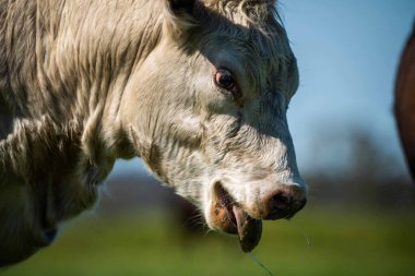 Avustralya 'da bir tarlada otlayan damızlık sığır, inek ve buzağılara yakın bir yerde. Sürü türleri arasında benekli park, Murray Grey, Angus, Brangus ve Wagyu bahar ve yaz aylarında uzun otlaklarda bulunur..