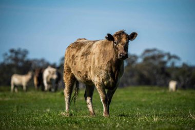 Avustralya 'da bir tarlada otlayan damızlık sığır, inek ve buzağılara yakın bir yerde. Sürü türleri arasında benekli park, Murray Grey, Angus, Brangus ve Wagyu bahar ve yaz aylarında uzun otlaklarda bulunur..