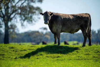 Avustralya 'da bir tarlada otlayan damızlık sığır, inek ve buzağılara yakın bir yerde. Sürü türleri arasında benekli park, Murray Grey, Angus, Brangus ve Wagyu bahar ve yaz aylarında uzun otlaklarda bulunur..