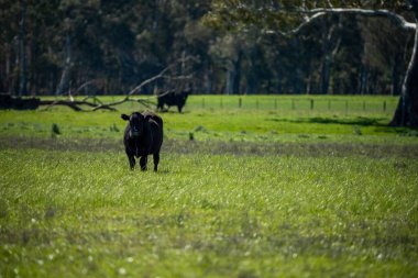 Avustralya 'da bir tarlada otlayan damızlık sığır, inek ve buzağılara yakın bir yerde. Sürü türleri arasında benekli park, Murray Grey, Angus, Brangus ve Wagyu bahar ve yaz aylarında uzun otlaklarda bulunur..