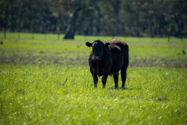 Avustralya 'da bir tarlada otlayan damızlık sığır, inek ve buzağılara yakın bir yerde. Sürü türleri arasında benekli park, Murray Grey, Angus, Brangus ve Wagyu bahar ve yaz aylarında uzun otlaklarda bulunur..