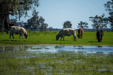 Avustralya 'da bir tarlada otlayan damızlık sığır, inek ve buzağılara yakın bir yerde. Sürü türleri arasında benekli park, Murray Grey, Angus, Brangus ve Wagyu bahar ve yaz aylarında uzun otlaklarda bulunur..