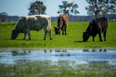 Avustralya 'da bir tarlada otlayan damızlık sığır, inek ve buzağılara yakın bir yerde. Sürü türleri arasında benekli park, Murray Grey, Angus, Brangus ve Wagyu bahar ve yaz aylarında uzun otlaklarda bulunur..