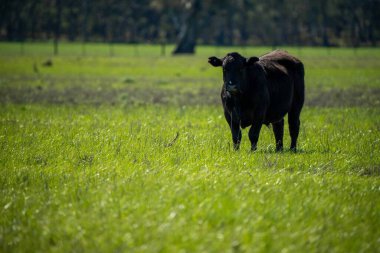 Avustralya 'da bir tarlada otlayan damızlık sığır, inek ve buzağılara yakın bir yerde. Sürü türleri arasında benekli park, Murray Grey, Angus, Brangus ve Wagyu bahar ve yaz aylarında uzun otlaklarda bulunur..
